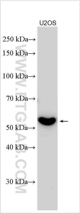 KIAA1715