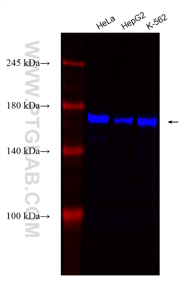 Western Blot (WB) analysis of various lysates using CoraLite® Plus 750-conjugated KIF15 Recombinant an (CL750-82903)