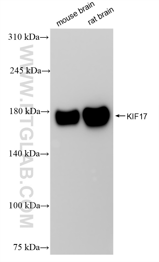 Western Blot (WB) analysis of various lysates using KIF17 Recombinant antibody (85046-1-RR)