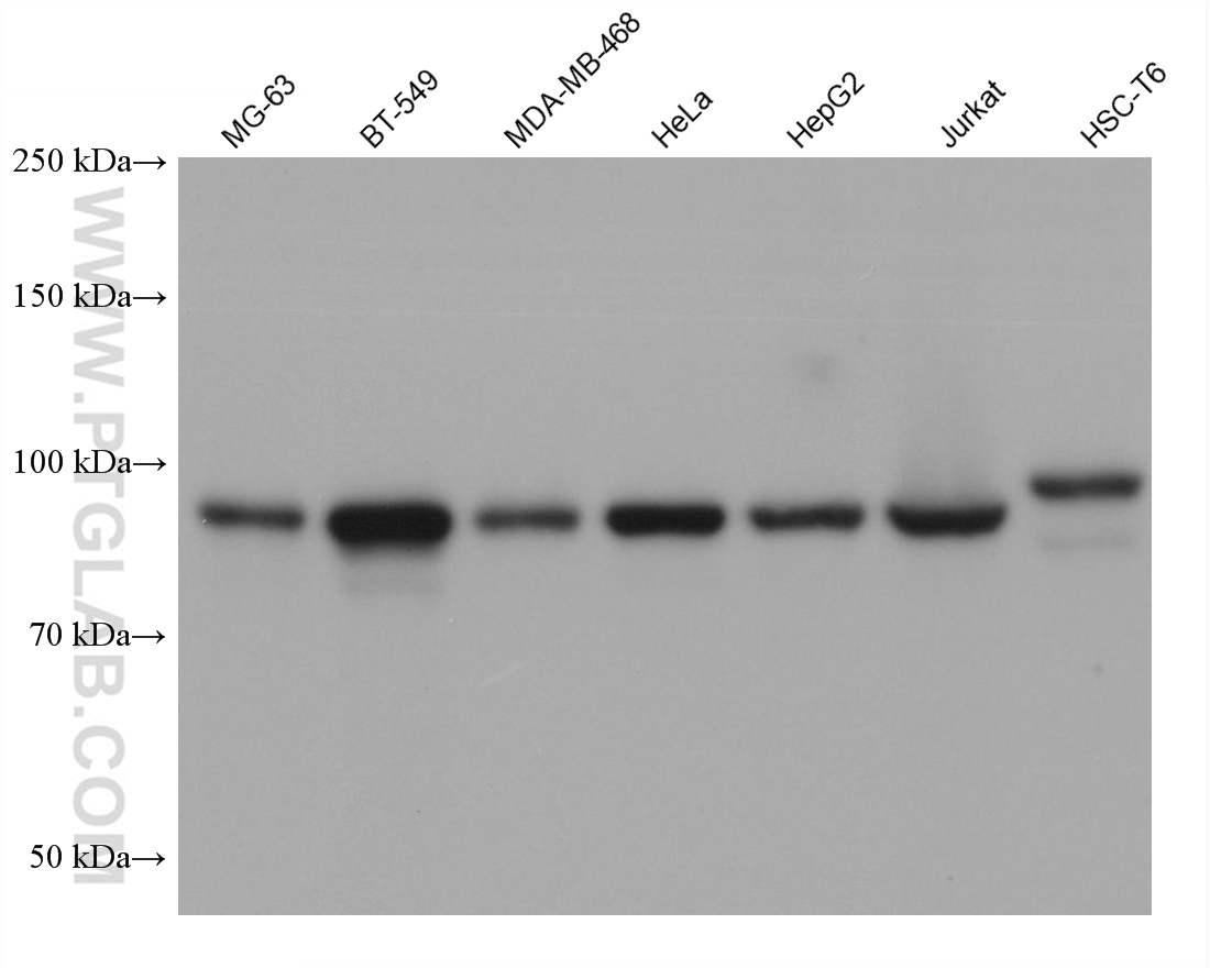 Western Blot (WB) analysis of various lysates using KIF20A Monoclonal antibody (67190-1-Ig)