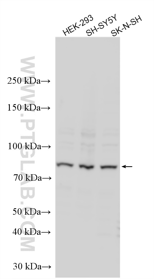 Western Blot (WB) analysis of various lysates using KIF3A Polyclonal antibody (13930-1-AP)