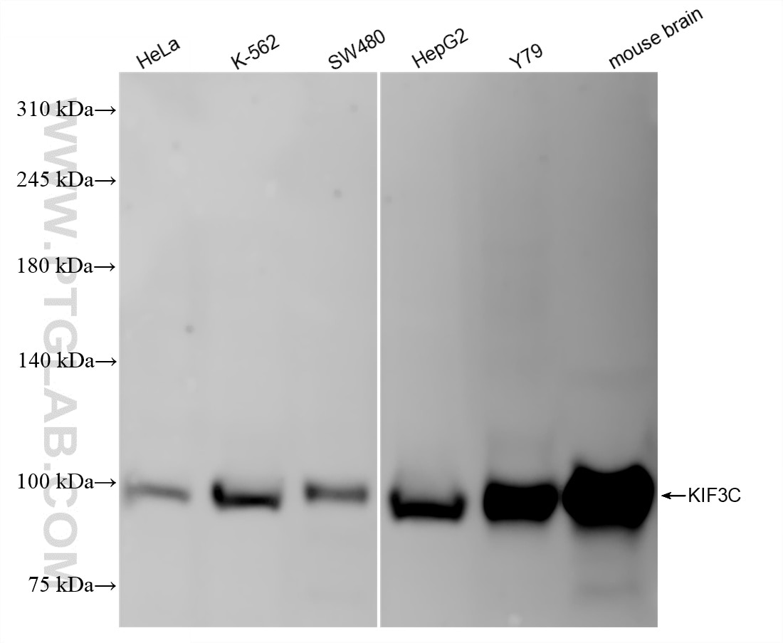 Western Blot (WB) analysis of various lysates using KIF3C Recombinant monoclonal antibody (87075-1-RR)