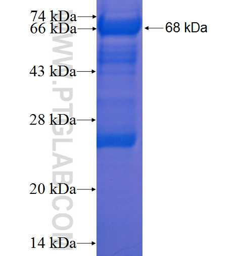 KIF4A fusion protein Ag5682 SDS-PAGE