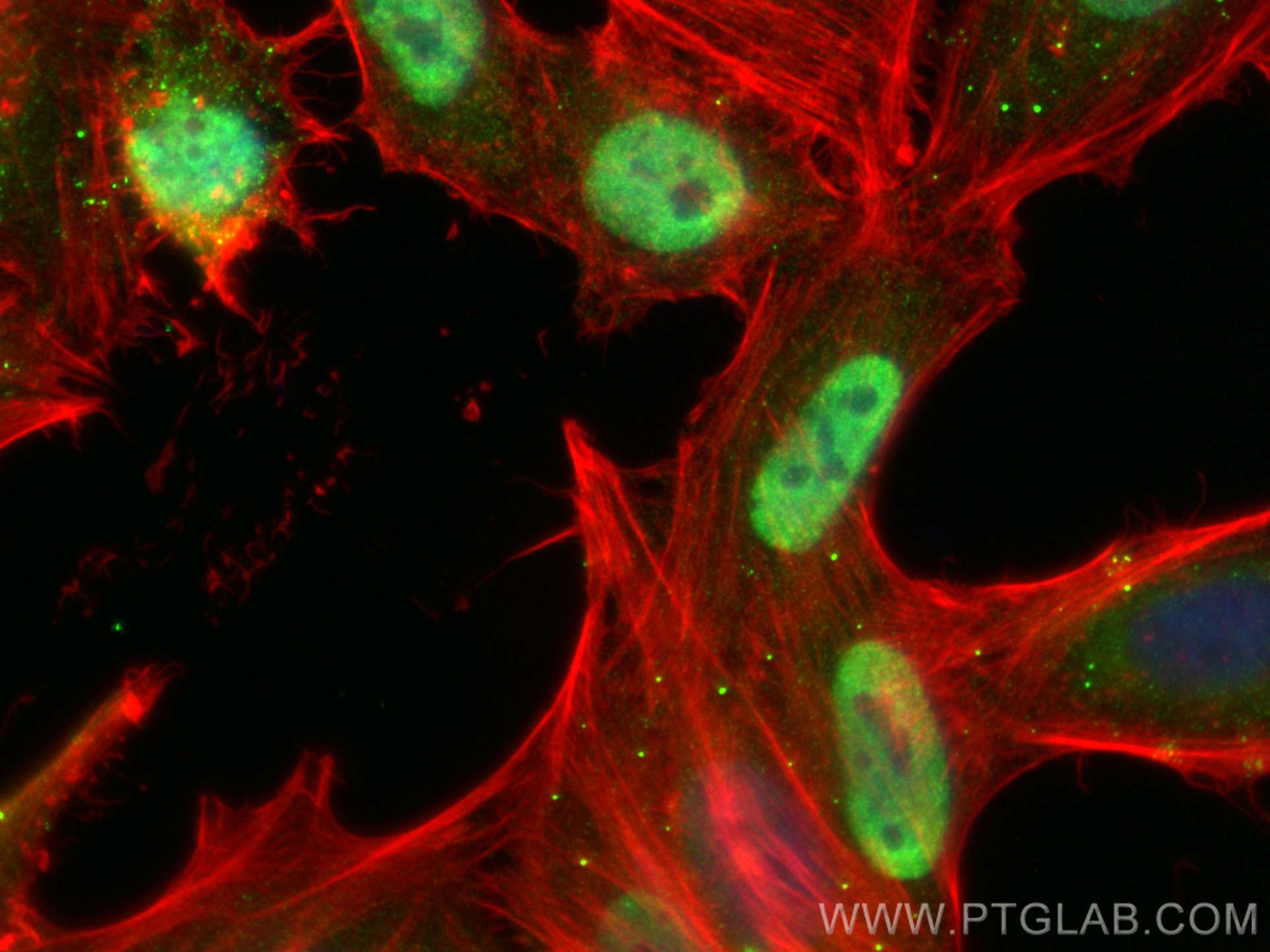 Immunofluorescence (IF) / fluorescent staining of HepG2 cells using KLF15 Monoclonal antibody (66185-1-Ig)