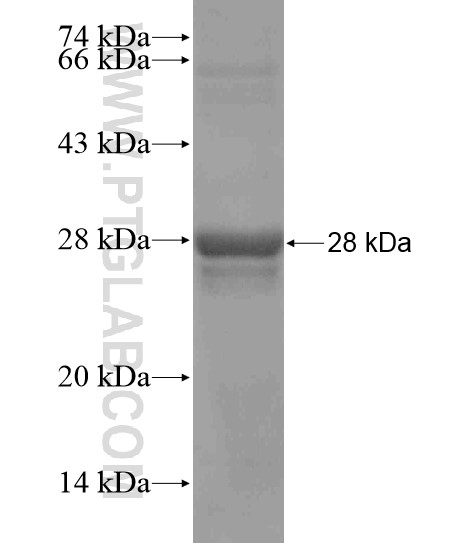 KLF16 fusion protein Ag20503 SDS-PAGE