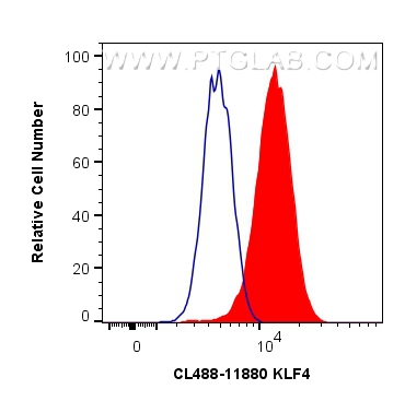 Flow cytometry (FC) experiment of HeLa cells using CoraLite® Plus 488-conjugated KLF4 Polyclonal anti (CL488-11880)