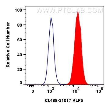 Flow cytometry (FC) experiment of A549 cells using CoraLite® Plus 488-conjugated KLF5 Polyclonal anti (CL488-21017)