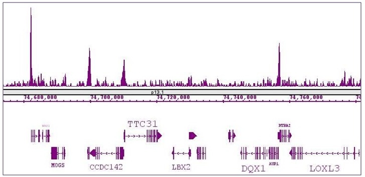 KLF5 antibody (pAb) tested by ChIP-Seq. ChIP was performed using the ChIP-IT High Sensitivity Kit (Cat. No. 53040) with 30 ug of chromatin from an adenocarcinoma cell line and 5 ul of antibody. ChIP DNA was sequenced on the Illumina HiSeq and 24 million sequence tags were mapped to identify KLF5 binding sites. The image shows binding across a region of chromosome 2. You can view the complete data set in the UCSC Genome Browser, starting at this specific location, here.