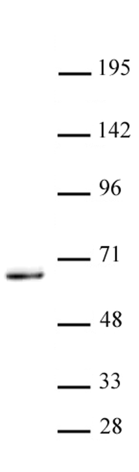 KLF5 antibody (pAb) tested by Western Blot. Nuclear extract of K562 cells (20 ug) probed with the KLF5 antibody (pAb) at a dilution of 1:2,000.