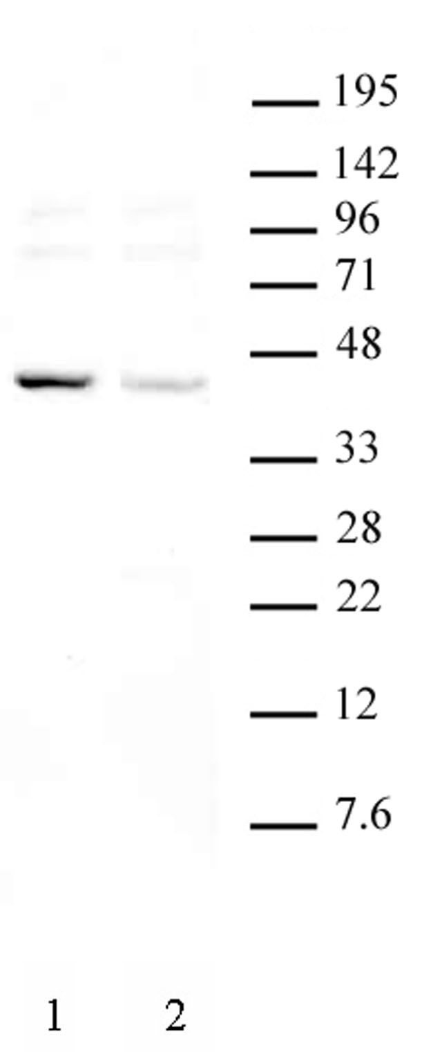 KLF6 pAb tested by Western blot. 3T3-L1 nuclear extract extract following stimulation with a defined hormonal mixture (DMSO, dexamethasone, insulin, and IBMX) at 30 ug per lane was probed with KLF6 pAb at a dilution of 2 ug/ml . Lane 1: Day 0. Lane 2: Day 10 - fully differentiated adipocytes.