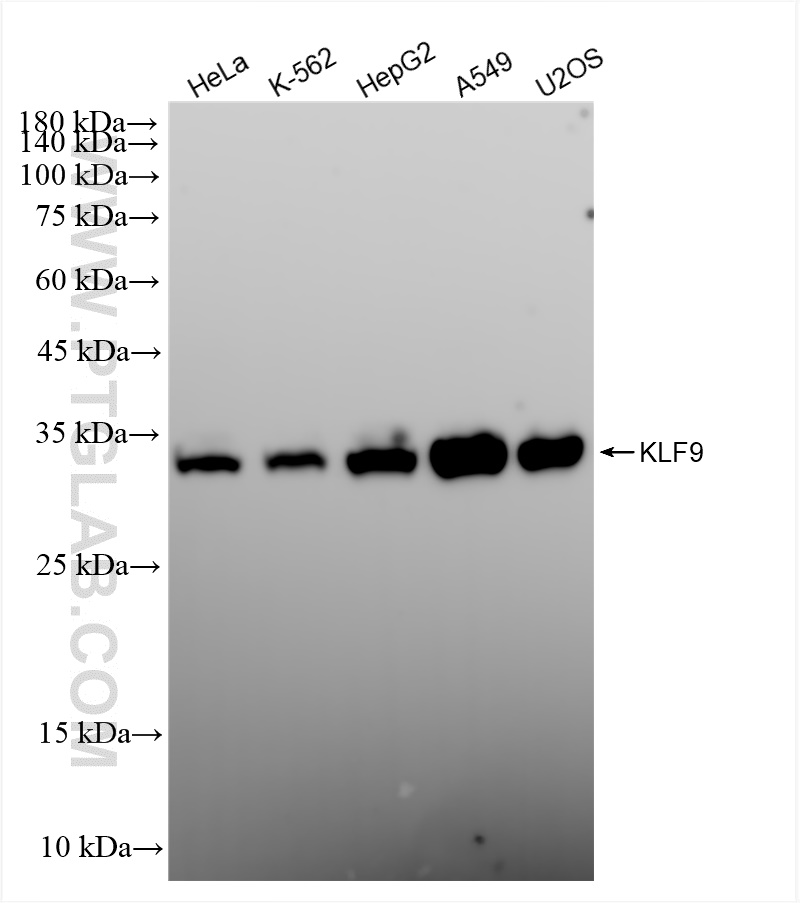 Western Blot (WB) analysis of various lysates using KLF9 Recombinant antibody (83183-4-RR)