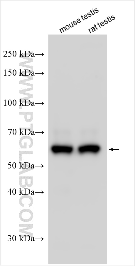 Western Blot (WB) analysis of various lysates using KLHL10 Polyclonal antibody (25591-1-AP)