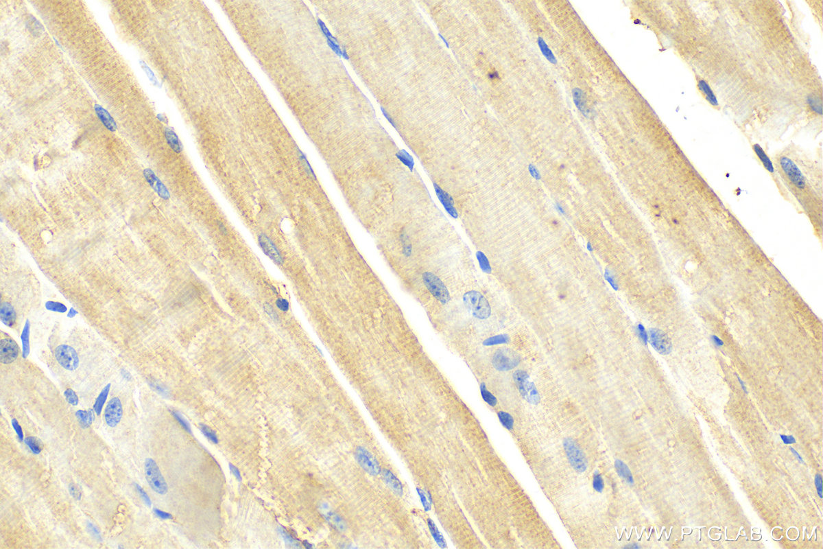 Immunohistochemistry (IHC) staining of mouse skeletal muscle tissue using KLHL13 Polyclonal antibody (15612-1-AP)