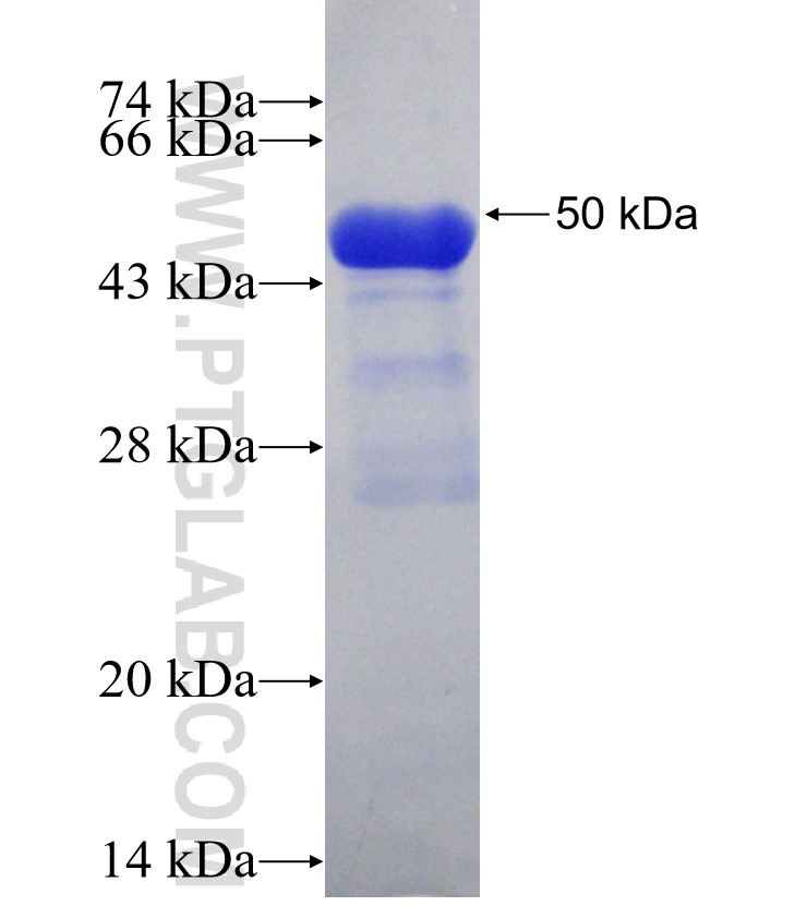 KLHL14 fusion protein Ag29188 SDS-PAGE