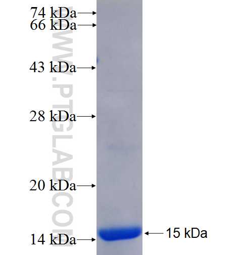 KLK15 fusion protein Ag25446 SDS-PAGE