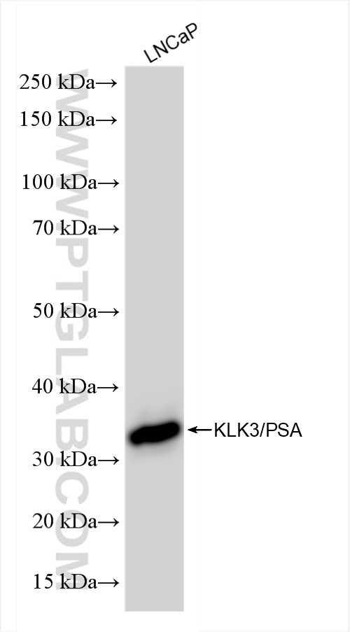 Western Blot (WB) analysis of LNCaP cells using KLK3/PSA Recombinant antibody (84059-7-RR)