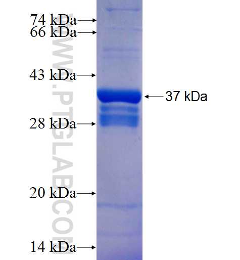 KLK6 fusion protein Ag25777 SDS-PAGE