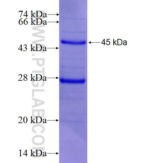 KLK7 fusion protein Ag26966 SDS-PAGE