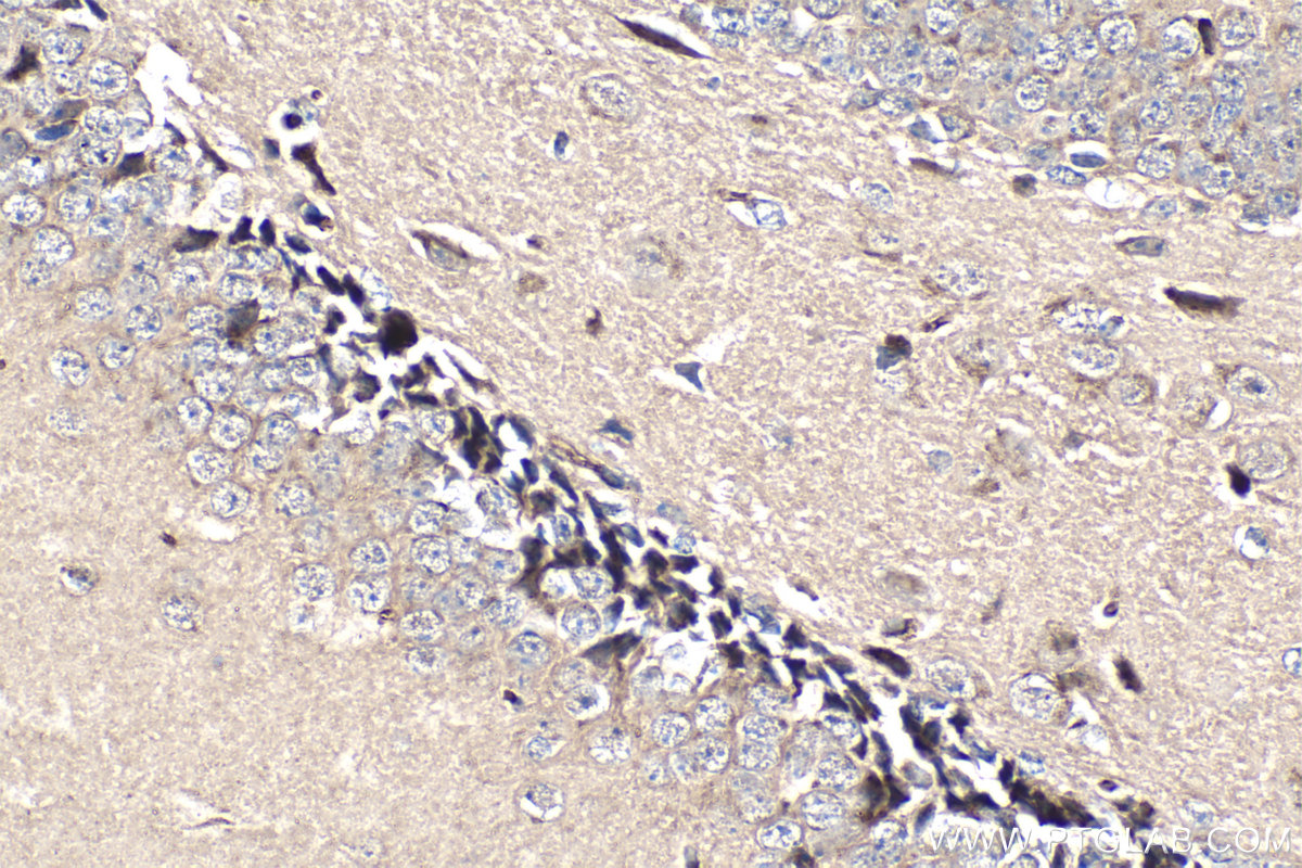 Immunohistochemistry (IHC) staining of mouse brain tissue using KLK8 Monoclonal antibody (68247-1-Ig)