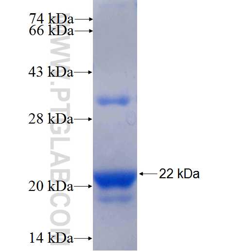 KLRD1 fusion protein Ag24477 SDS-PAGE