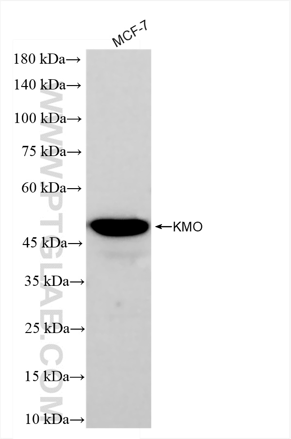 Western Blot (WB) analysis of MCF-7 cells using KMO Recombinant antibody (83812-1-RR)