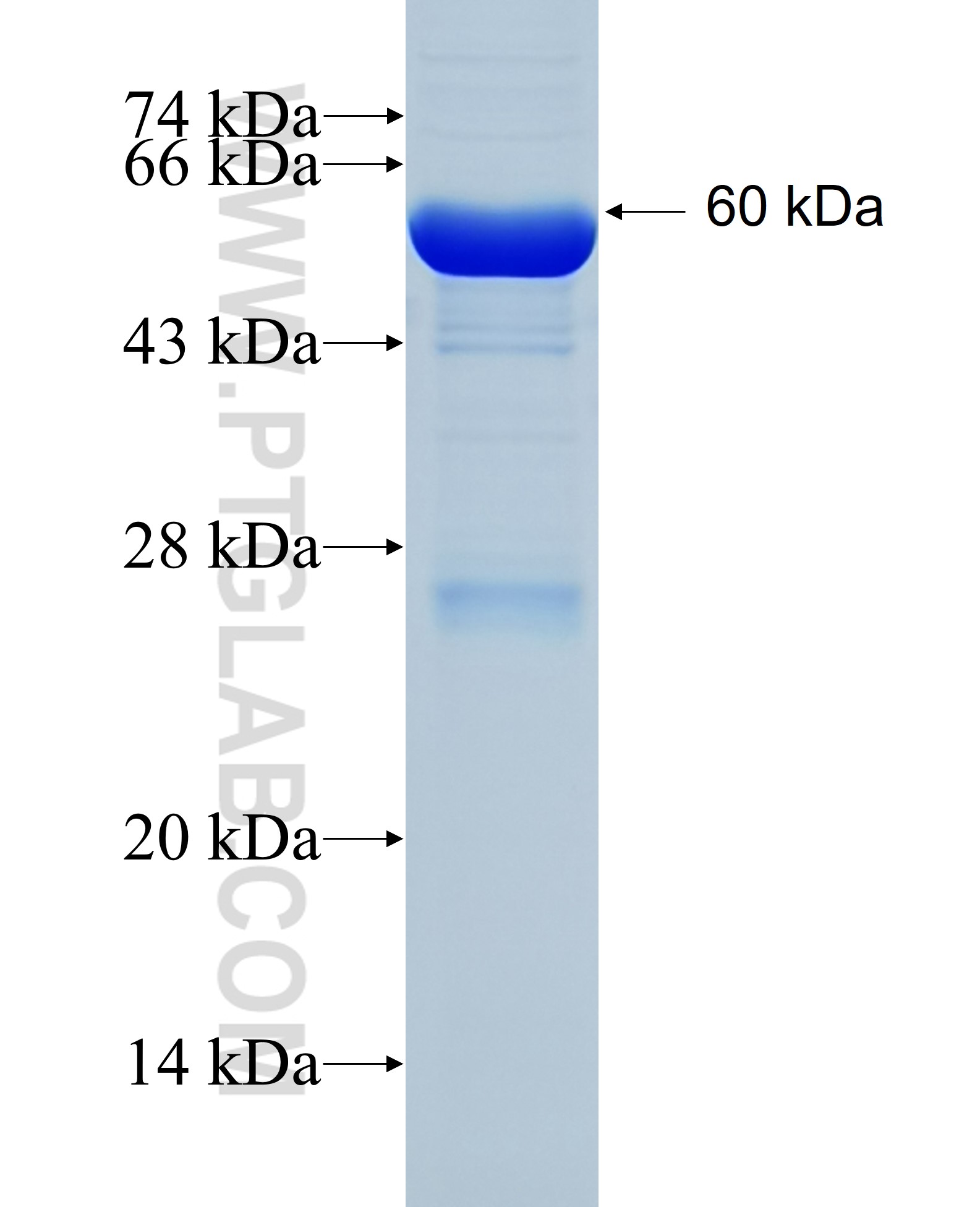 KMO fusion protein Ag35029 SDS-PAGE