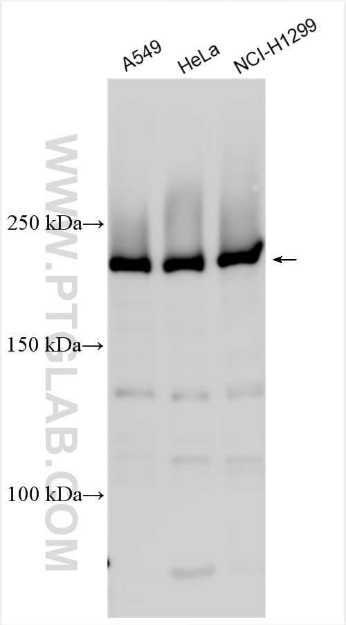 Western Blot (WB) analysis of various lysates using KNTC1 Polyclonal antibody (24694-1-AP)