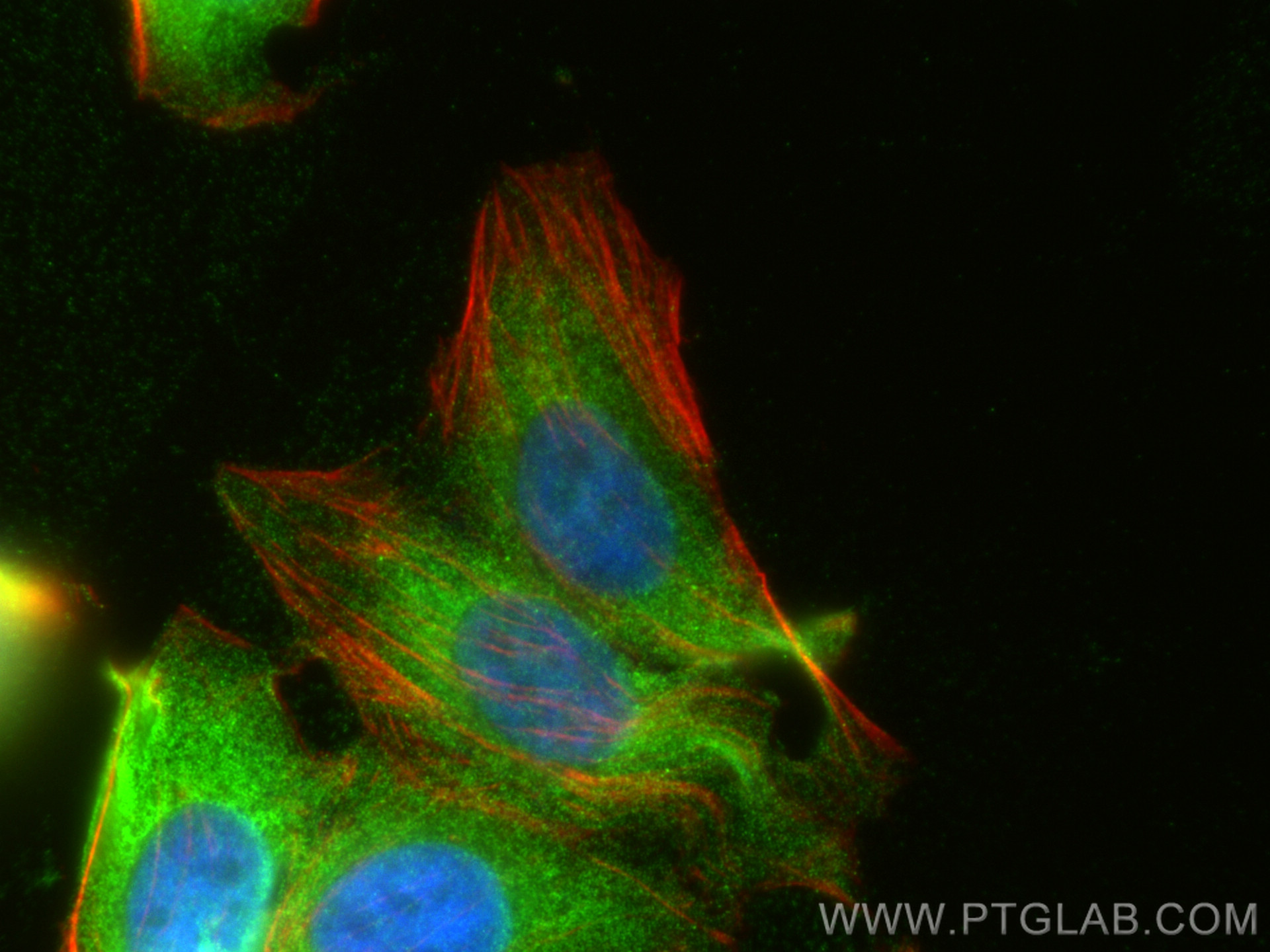 Immunofluorescence (IF) / fluorescent staining of HepG2 cells using KPNA2 Polyclonal antibody (10819-1-AP)