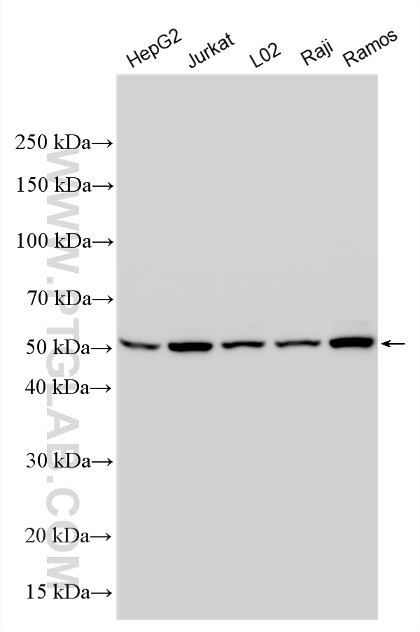 Western Blot (WB) analysis of various lysates using KPNA2 Polyclonal antibody (10819-1-AP)