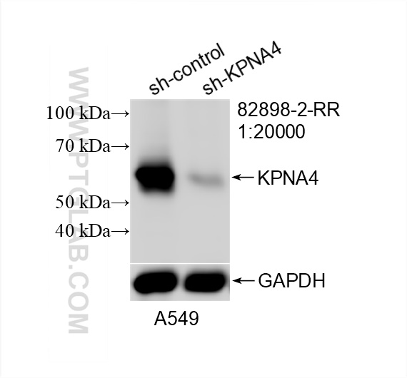 Western Blot (WB) analysis of A549 cells using KPNA4 Recombinant antibody (82898-2-RR)