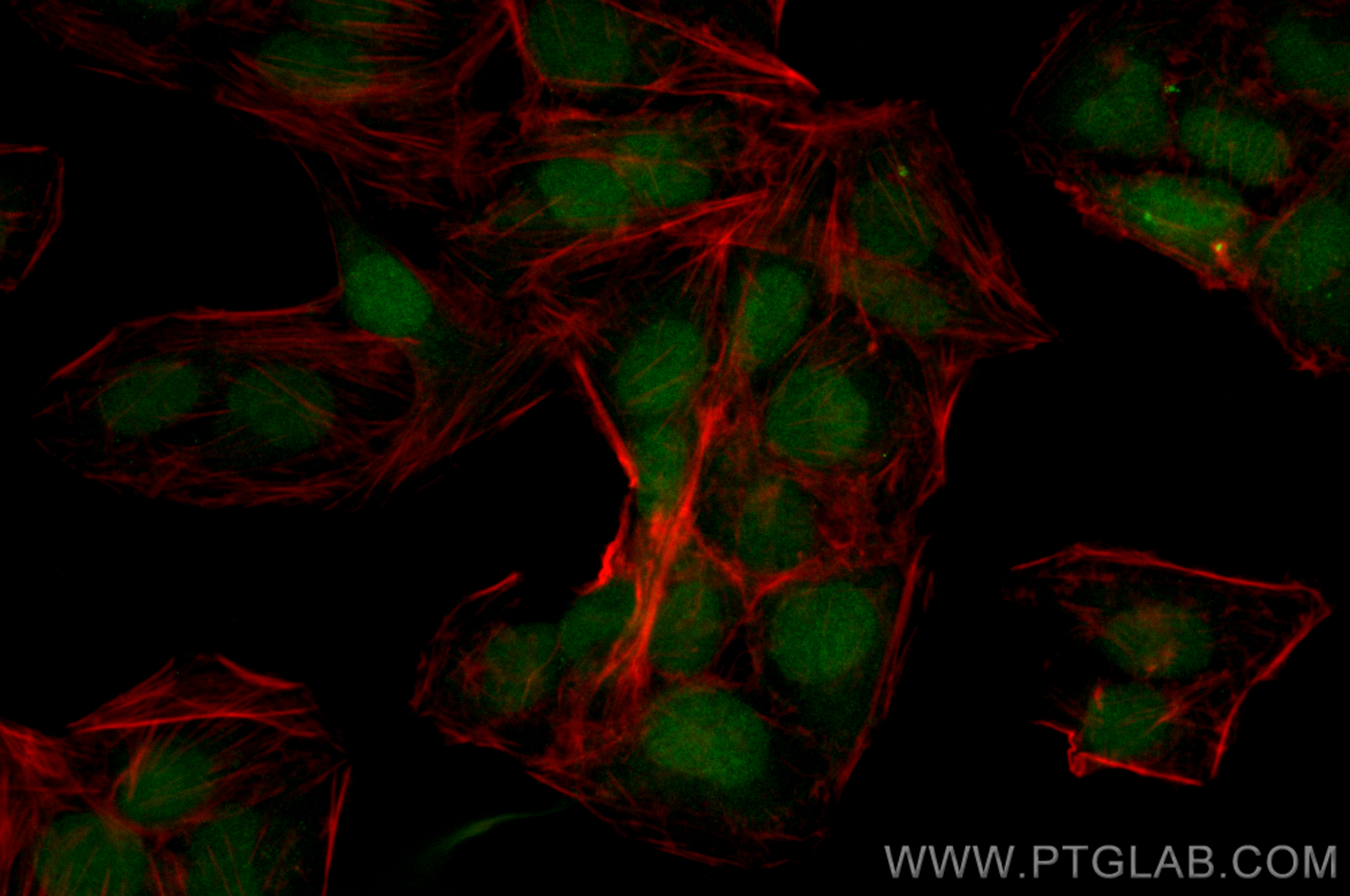 Immunofluorescence (IF) / fluorescent staining of U2OS cells using CoraLite® Plus 488-conjugated KPNA4 Recombinant an (CL488-82898-2)