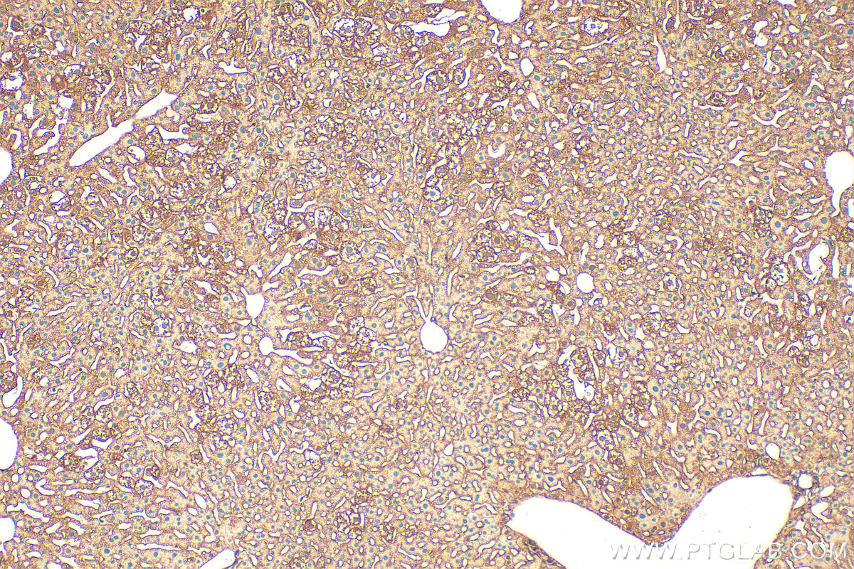 Immunohistochemistry (IHC) staining of mouse liver tissue using KRAS Polyclonal antibody (12063-1-AP)