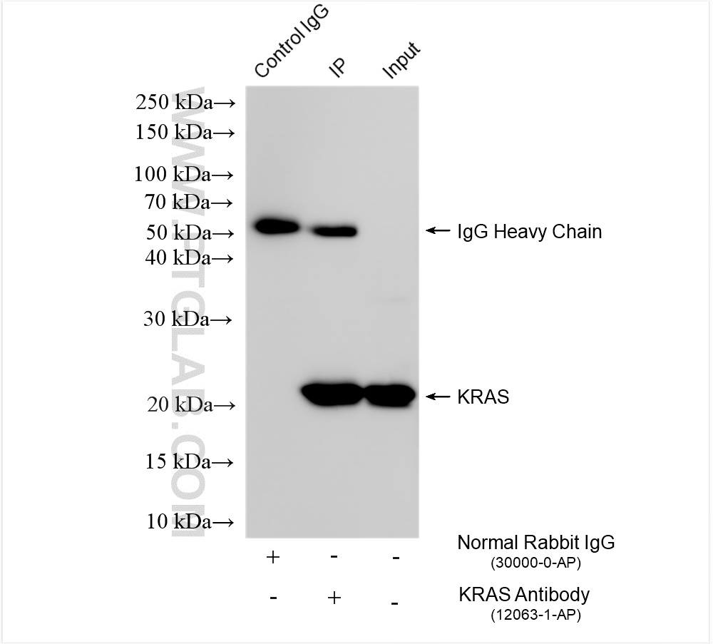 Immunoprecipitation (IP) experiment of HeLa cells using KRAS Polyclonal antibody (12063-1-AP)