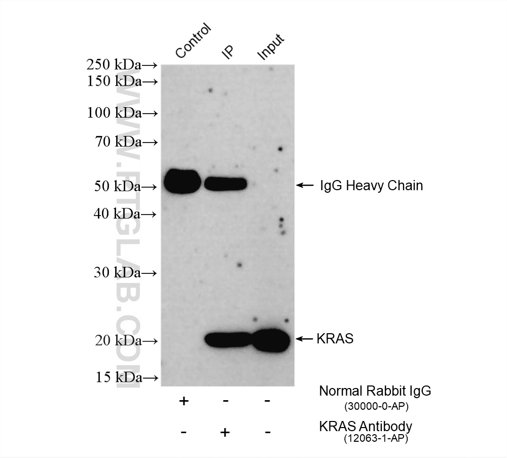 Immunoprecipitation (IP) experiment of HGC-27 cells using KRAS Polyclonal antibody (12063-1-AP)