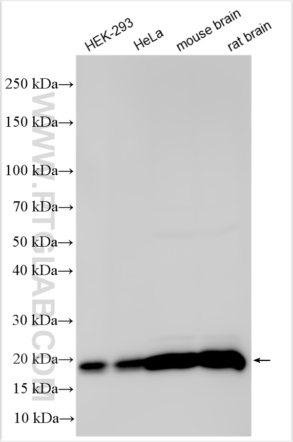 Western Blot (WB) analysis of various lysates using KRAS Polyclonal antibody (12063-1-AP)