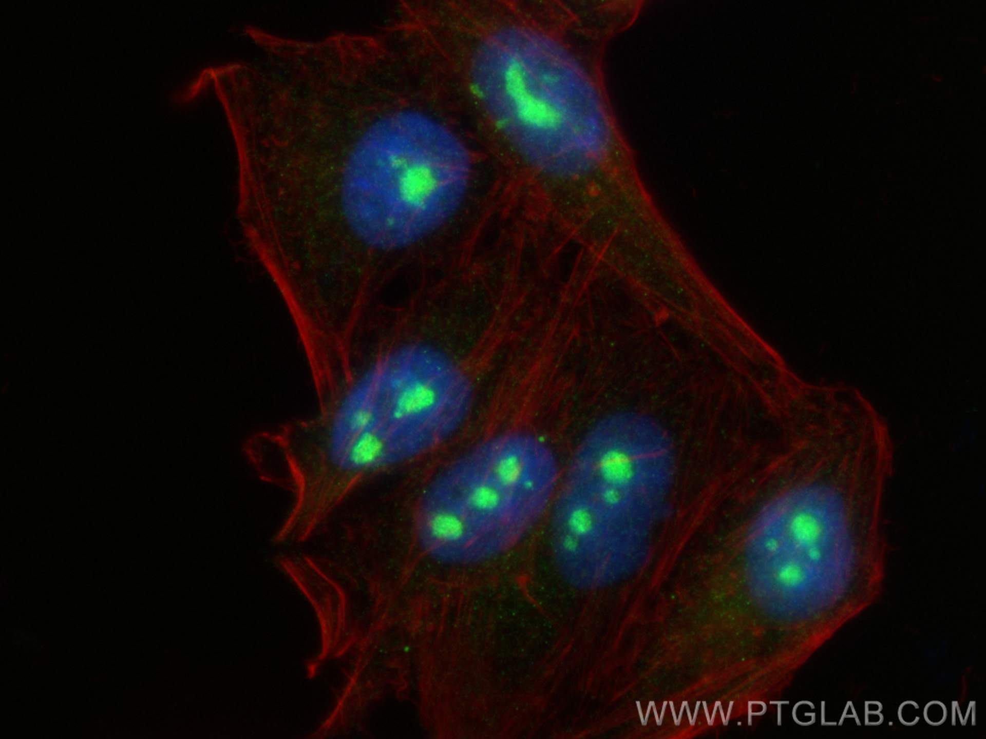 Immunofluorescence (IF) / fluorescent staining of HepG2 cells using KRI1 Polyclonal antibody (16243-1-AP)