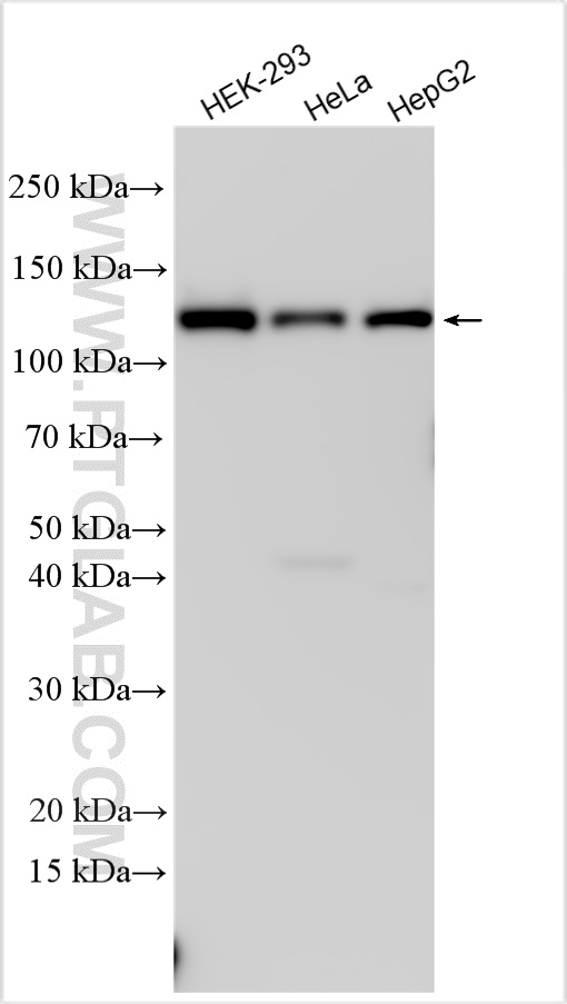 Western Blot (WB) analysis of various lysates using KRI1 Polyclonal antibody (16243-1-AP)