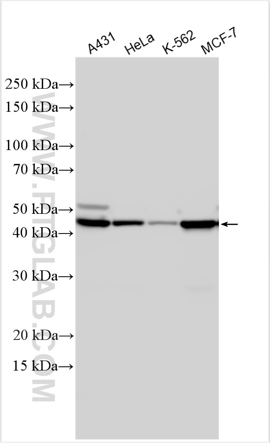 Western Blot (WB) analysis of various lysates using Cytokeratin 18 Polyclonal antibody (10830-1-AP)