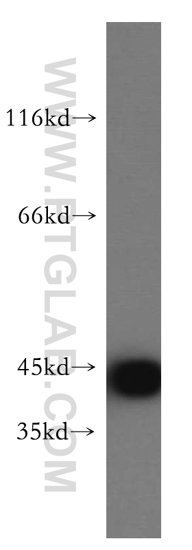 Western Blot (WB) analysis of HepG2 cells using KRT34 Polyclonal antibody (20449-1-AP)