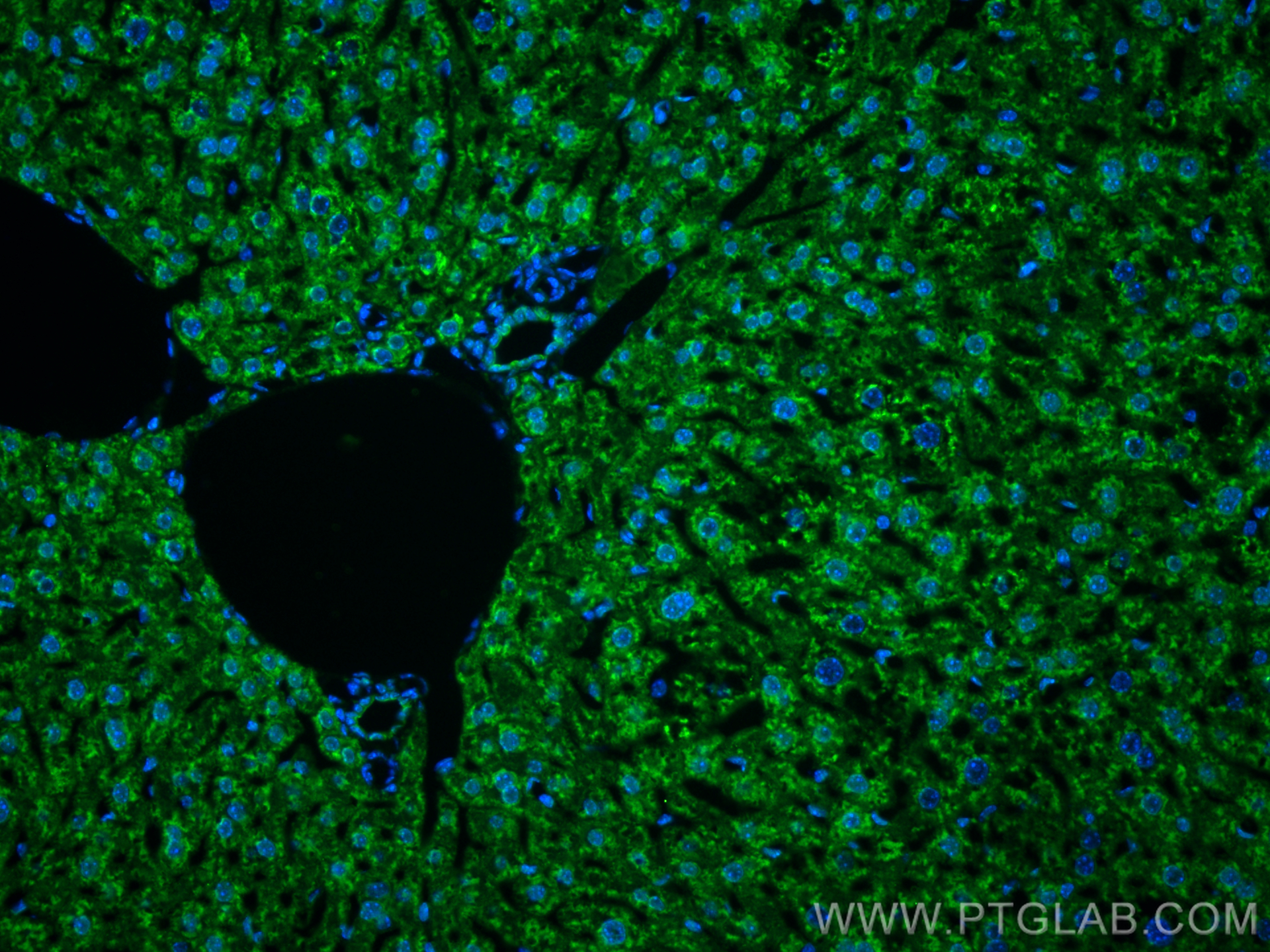 Immunofluorescence (IF) / fluorescent staining of mouse liver tissue using Cytokeratin 7-specific Polyclonal antibody (17513-1-AP)