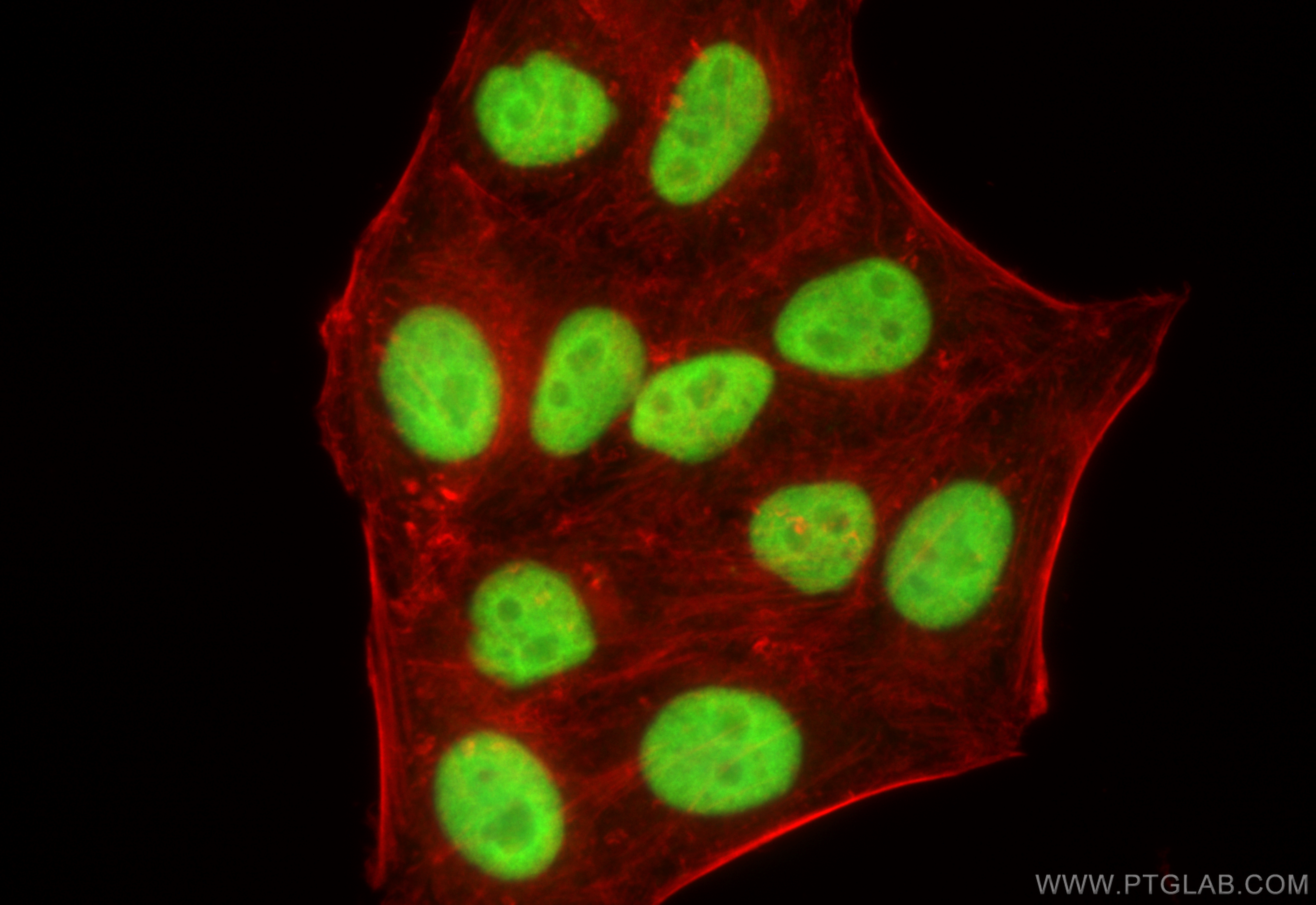 Immunofluorescence (IF) / fluorescent staining of HepG2 cells using KU70,XRCC6 Polyclonal antibody (10723-1-AP)