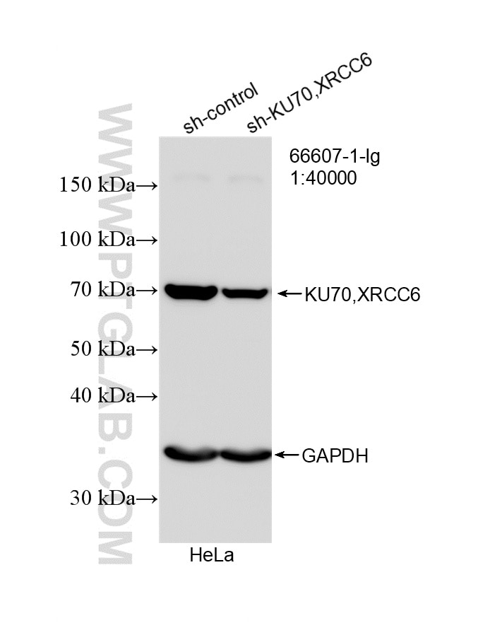 Western Blot (WB) analysis of HeLa cells using KU70/XRCC6 Monoclonal antibody (66607-1-Ig)