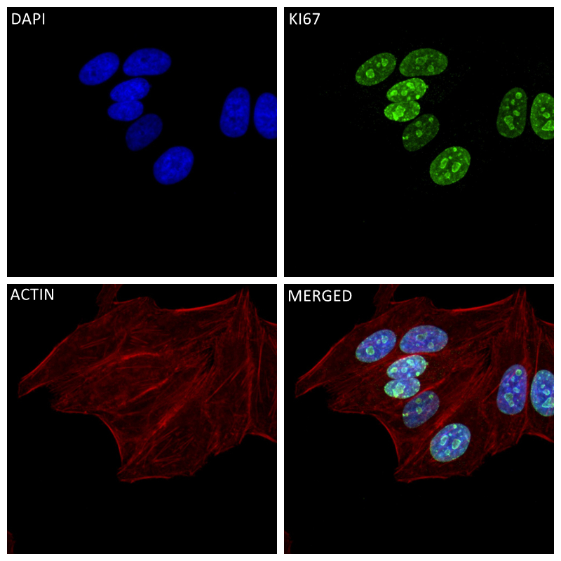 Immunofluorescence (IF) / fluorescent staining of HepG2 cells using Ki-67 Recombinant antibody (84192-4-RR)