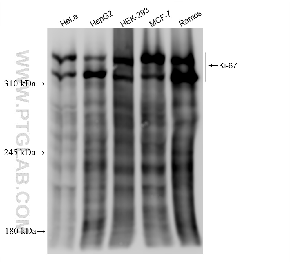 Western Blot (WB) analysis of various lysates using Ki-67 Recombinant antibody (84192-4-RR)