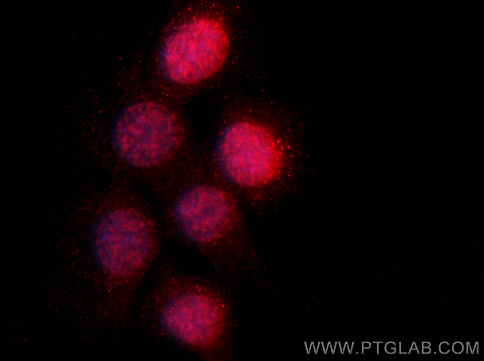 Immunofluorescence (IF) / fluorescent staining of C2C12 cells using Ki-67 Recombinant antibody (84432-1-RR)