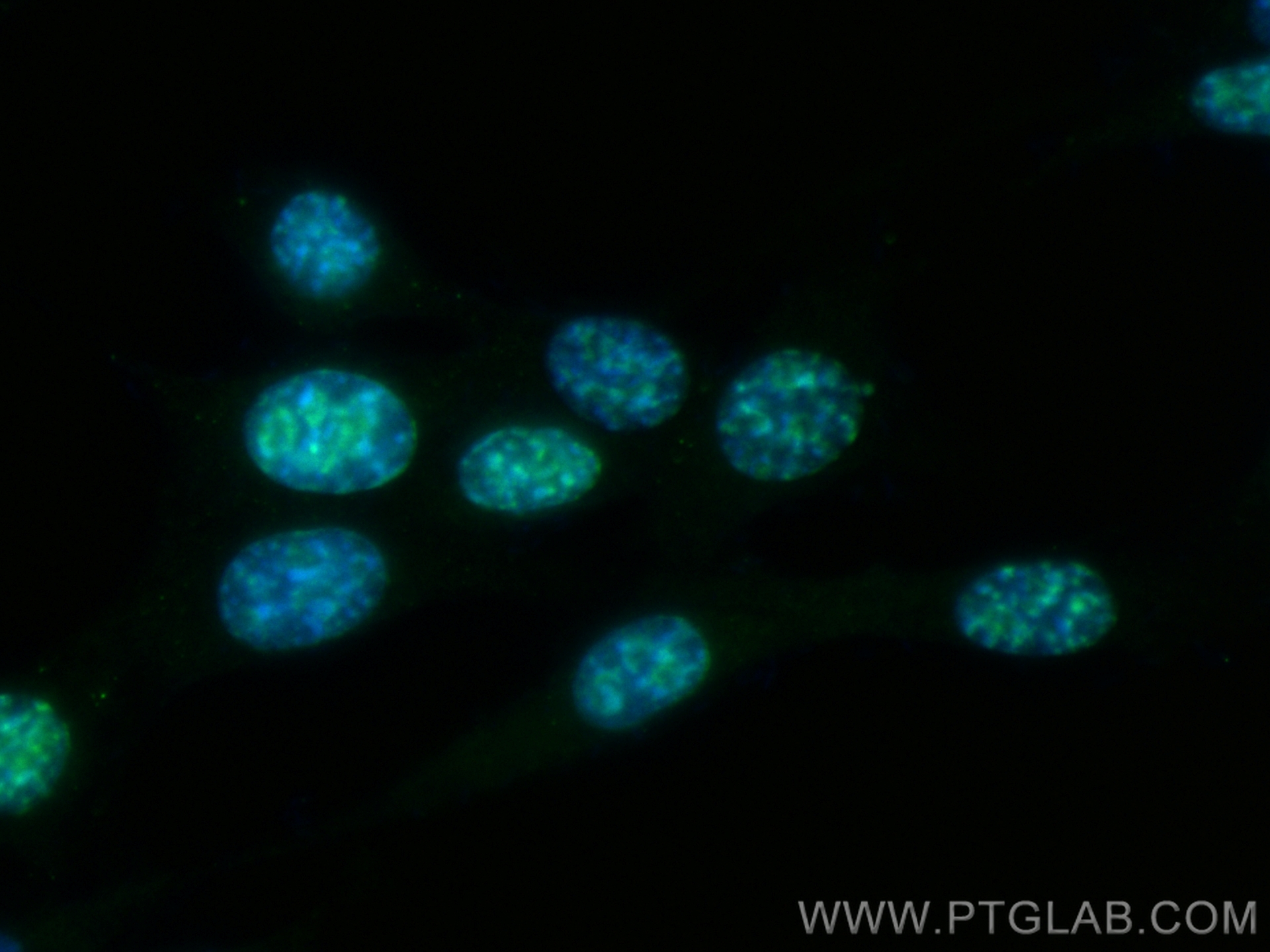 Immunofluorescence (IF) / fluorescent staining of NIH/3T3 cells using CoraLite® Plus 488-conjugated Ki-67 Recombinant an (CL488-84432)