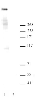 Ki-67 antibody tested by Western blot. Detection of Ki-67 by Western blot. Raji nuclear extract (30 μg) probed with Ki-67 antibody (1:500 dilution). Lane 2: pre-incubation of antibody with immunizing peptide.