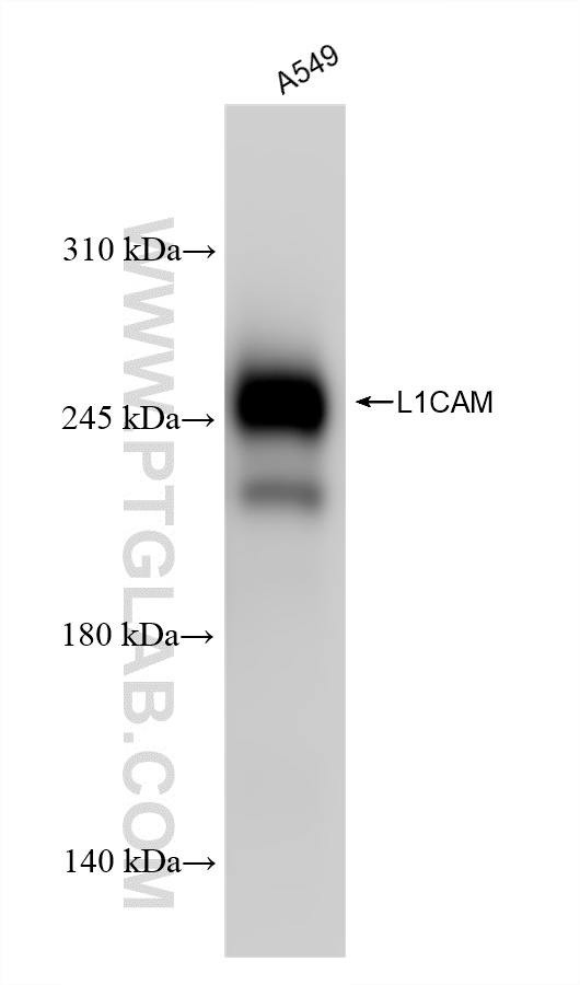 Western Blot (WB) analysis of various lysates using L1CAM Recombinant antibody (84034-4-RR)