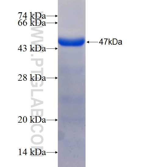 L3MBTL3 fusion protein Ag26219 SDS-PAGE