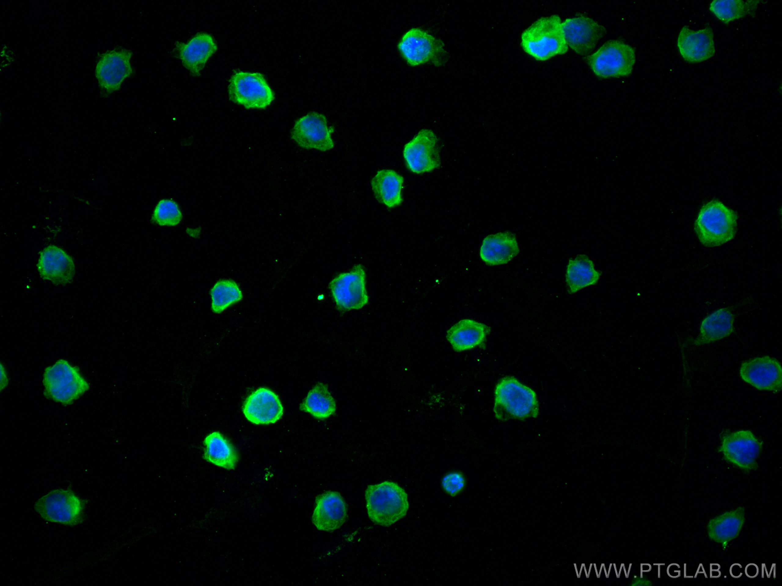 Immunofluorescence (IF) / fluorescent staining of THP-1 cells using LAIR1 Monoclonal antibody (67220-1-Ig)